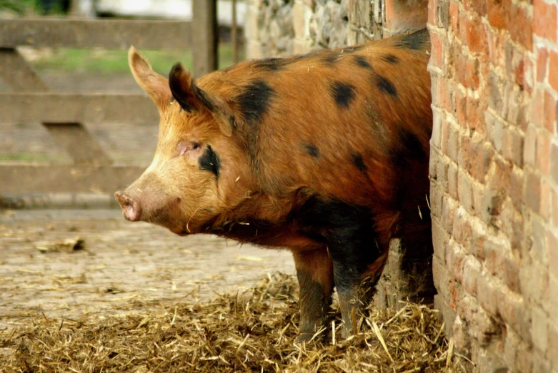 a pig standing behind a brick wall looking back