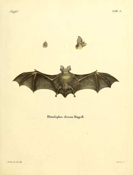 a bat with three different small bugs attached