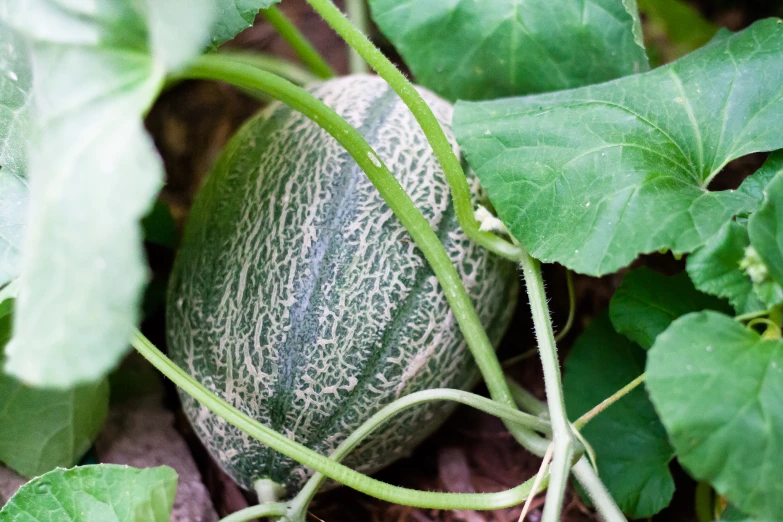 a pumpkin that is growing on the ground