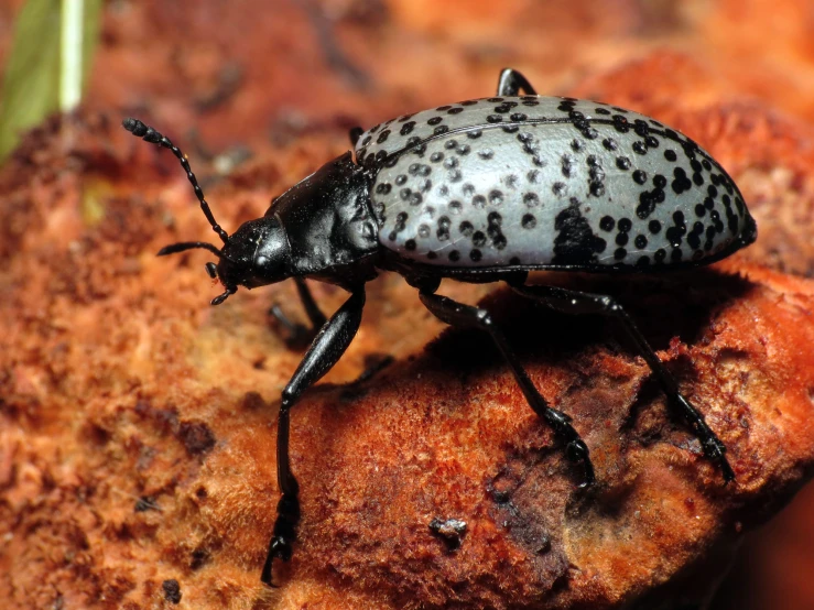 a close up of a beetle on the ground