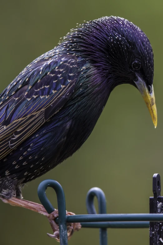 the large colorful bird perched on the top of a fence