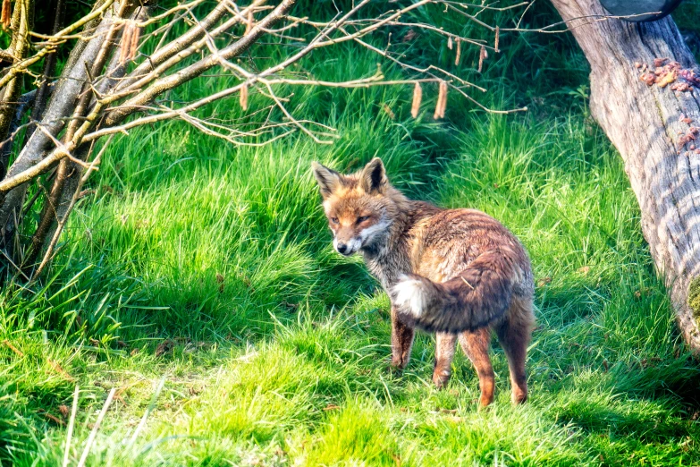 a large adult fox on a grassy plain in the forest