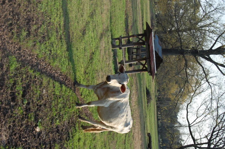 a cow that is walking in the grass