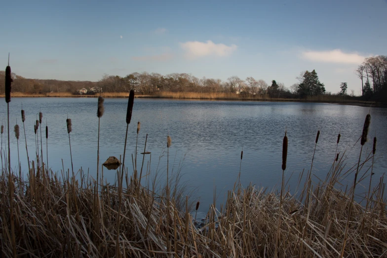 a blue lake surrounded by dead reeds in the grass