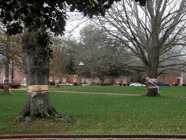 an open grassy field in front of a tree with a wooden basket on top of it