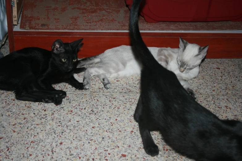 two cats laying next to each other on the floor