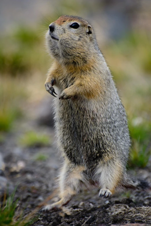 a very cute looking animal sitting on the ground