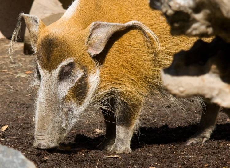 some very pretty skinny looking animals in the dirt