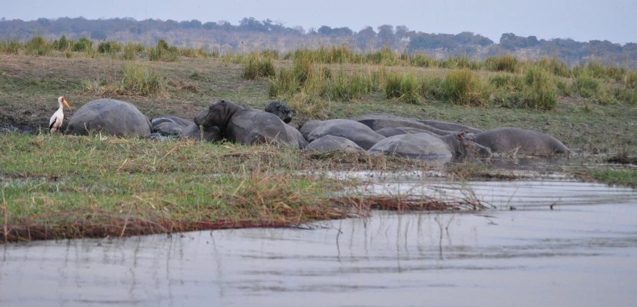 there are a lot of animals drinking water in the lake