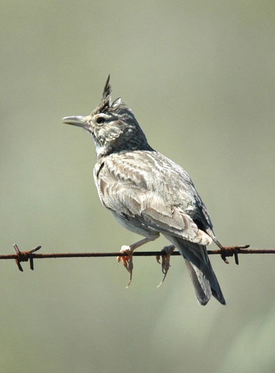 a bird perched on top of barbed wire