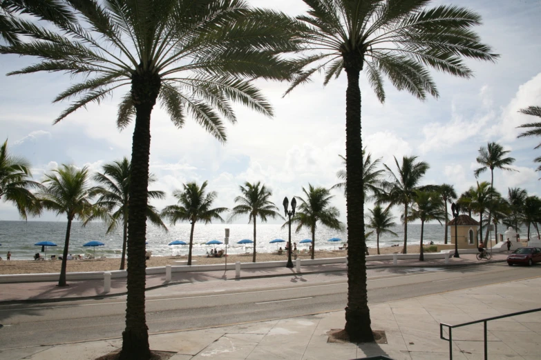 a beach side with many palm trees and a bench next to it