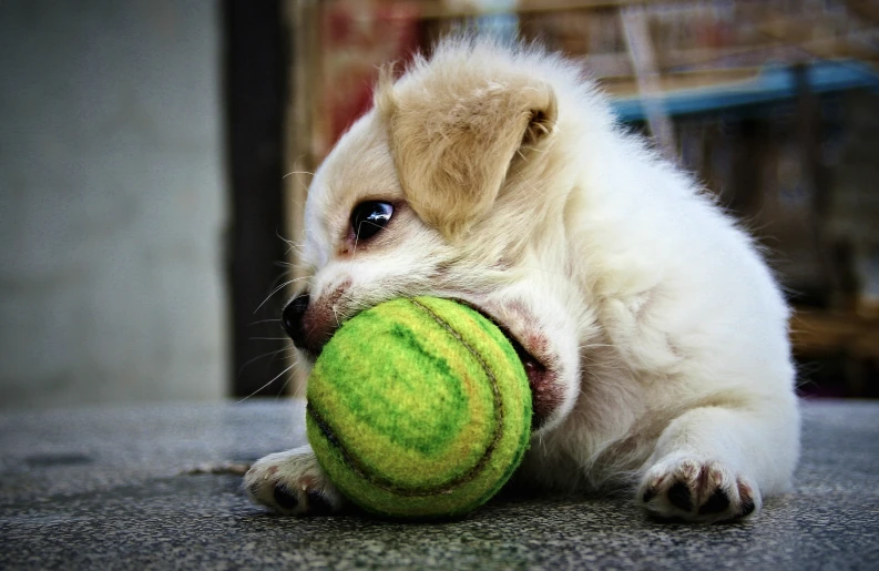 a little puppy playing with a tennis ball