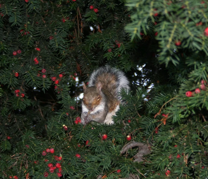 a squirrel eating berries in a pine tree