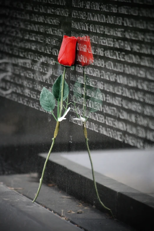 two red roses sitting on top of a glass table