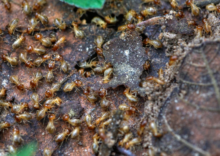 lots of bees sitting on top of some leaves