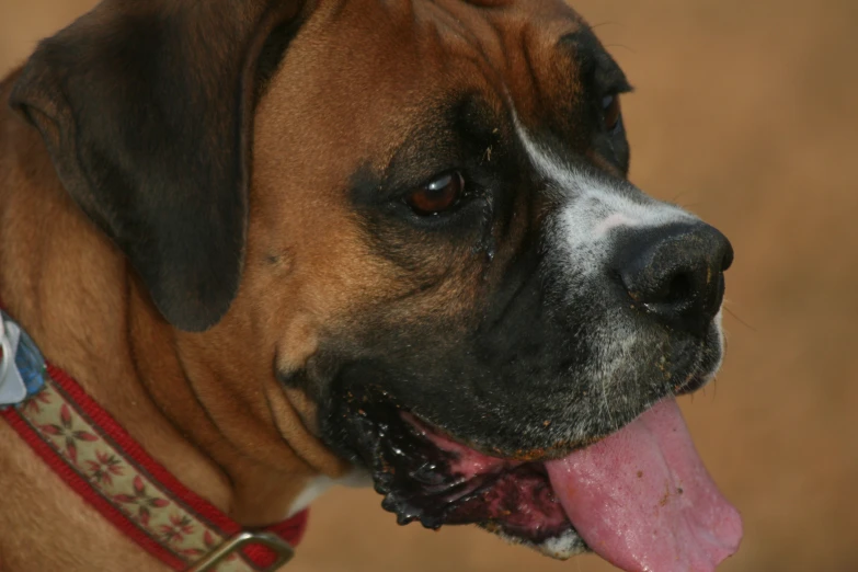 a big dog with his tongue out