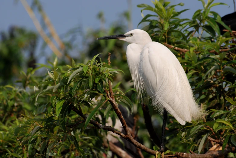 a bird sits on a tree nch with lots of leaves