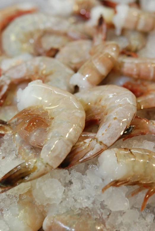 group of fresh shrimp sitting on some ice