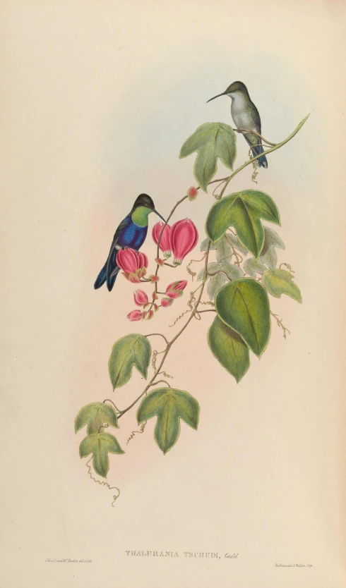 a blue bird and a green bird perched on flowers