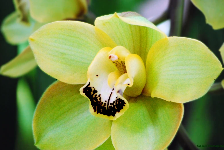 an orchid flower with a lot of stippled petals