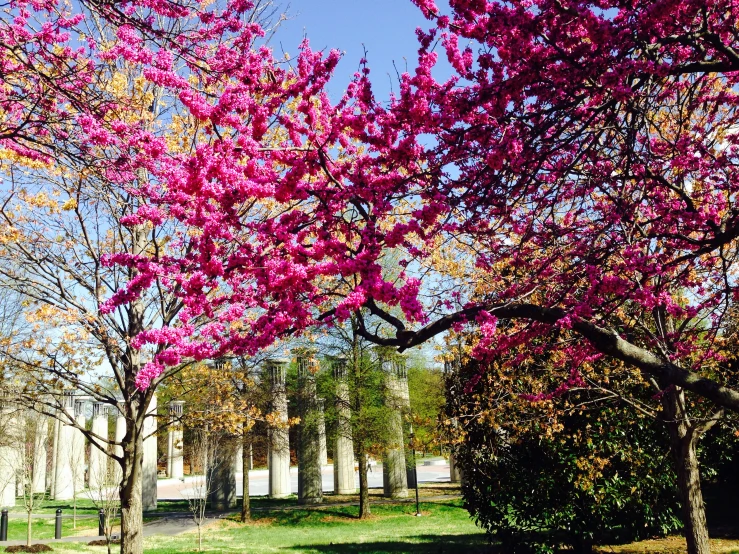 bright pink leaves on tree in park setting