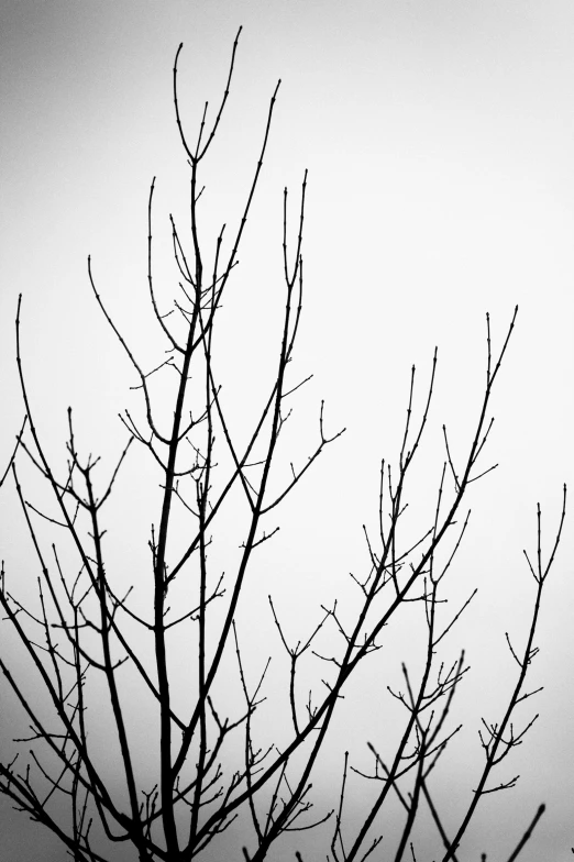 a lone bird is sitting on a tree in black and white