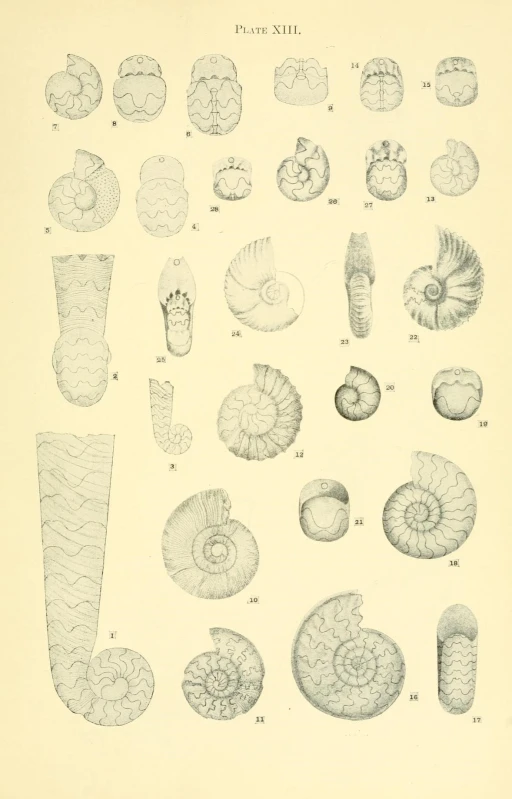 the sea shell diagram shows various kinds of shells