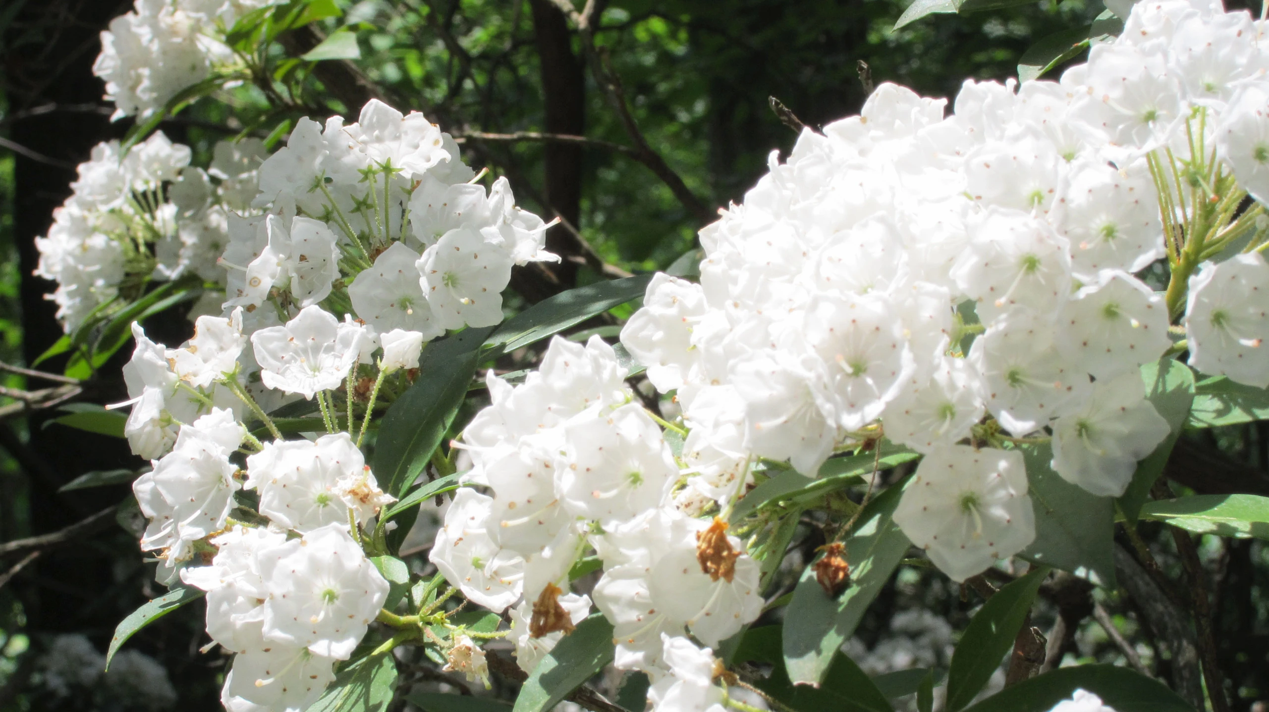 flowers with leaves and brown bugs sitting on them