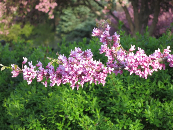 pink flowers blooming along the nches of a bush