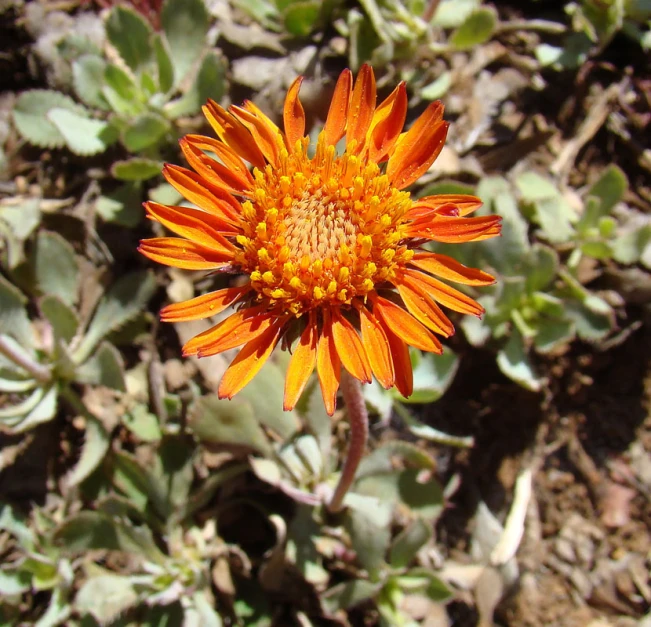 closeup s of an orange flower with leaves around it