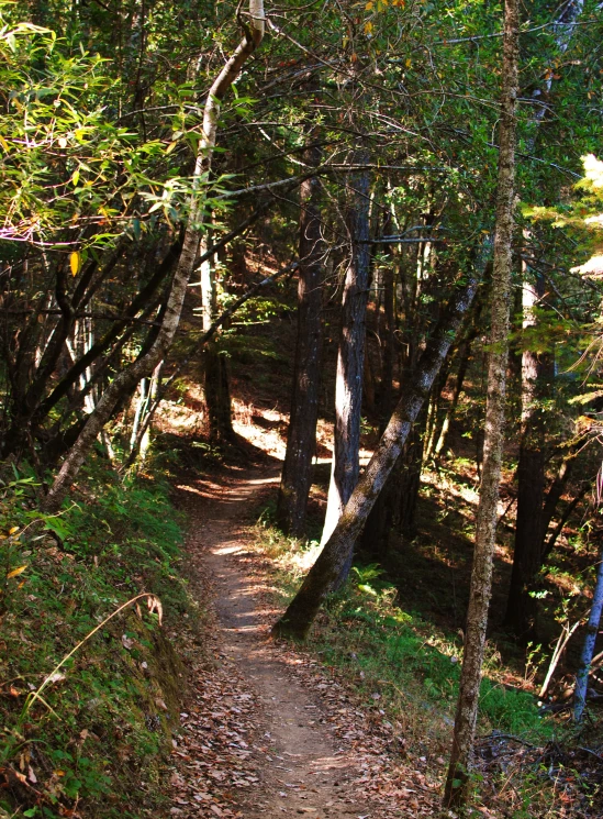 an image of a path in the woods