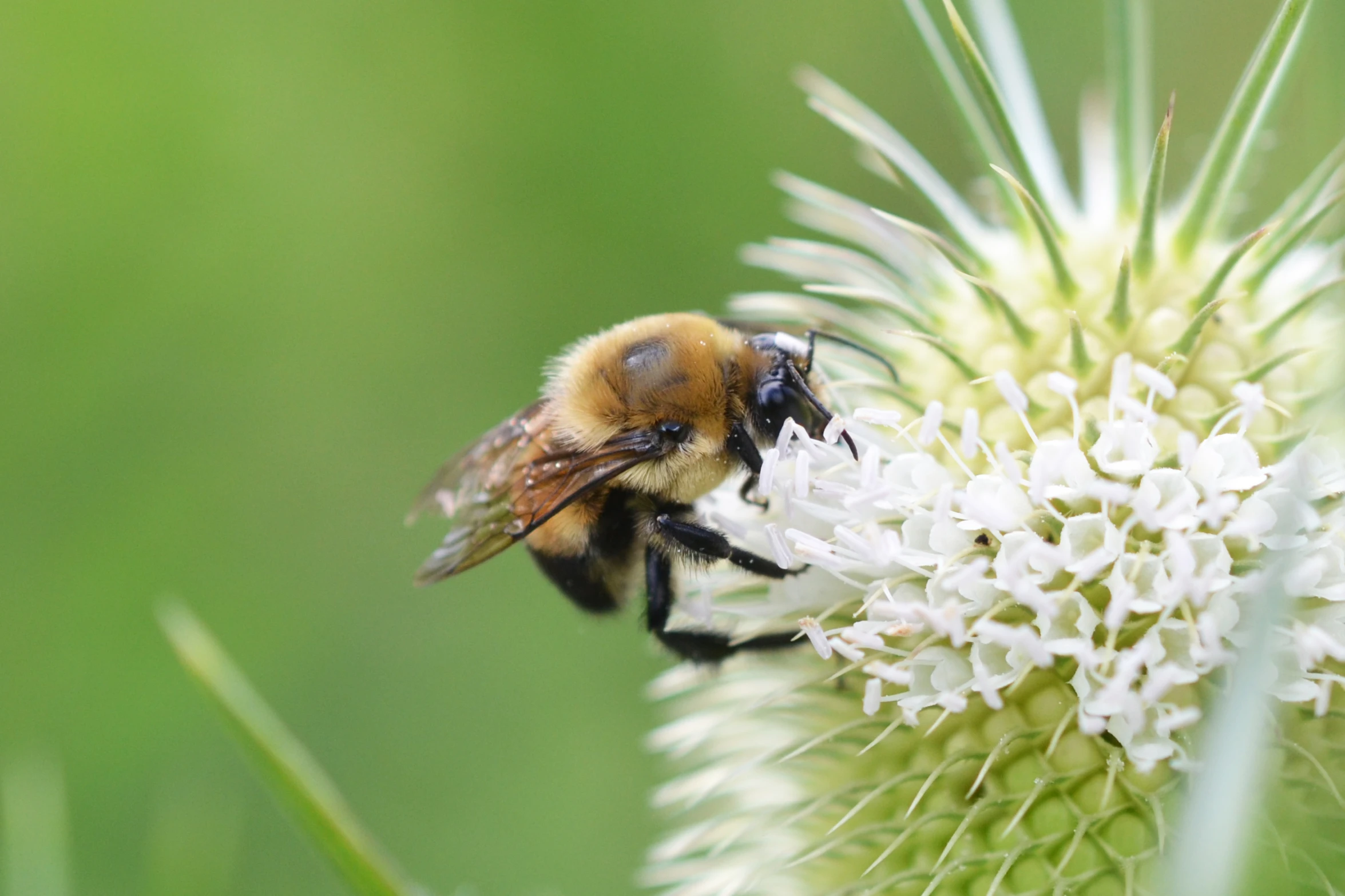 a bee sitting on the tip of a flower