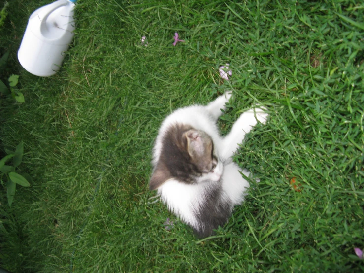 a cat laying on a green grass covered ground