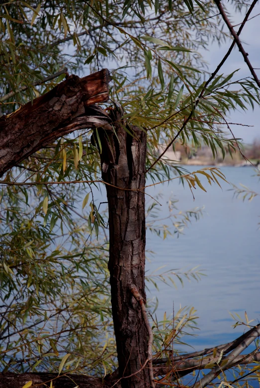 an orange and black bird perched on a tree nch next to the water