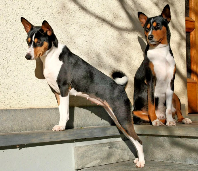 two dogs sit on the steps outside