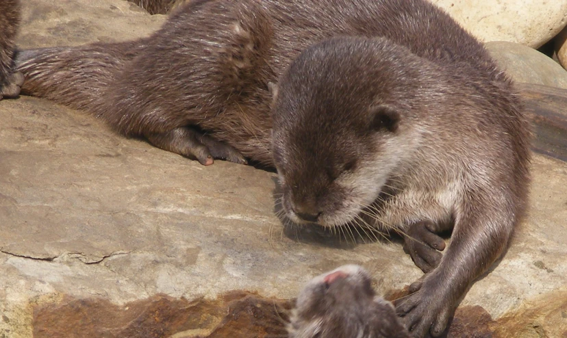 two otters are playing on top of rocks