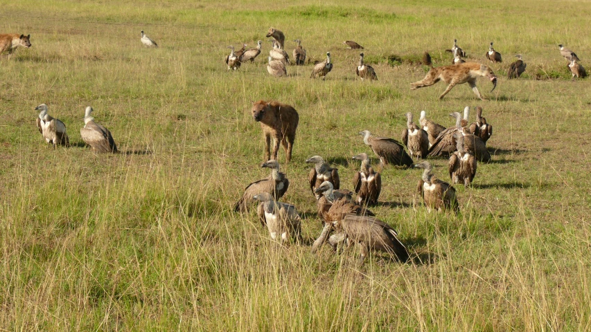 many birds and cattle grazing in the field