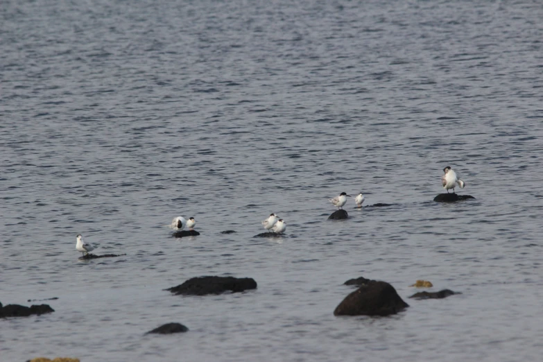 birds and seagulls are wading on some rocks in the water