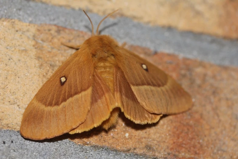 closeup of a brown moth on some concrete