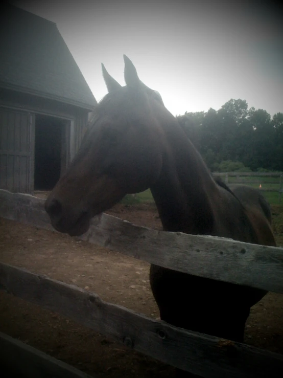 there is a horse standing outside by the barn