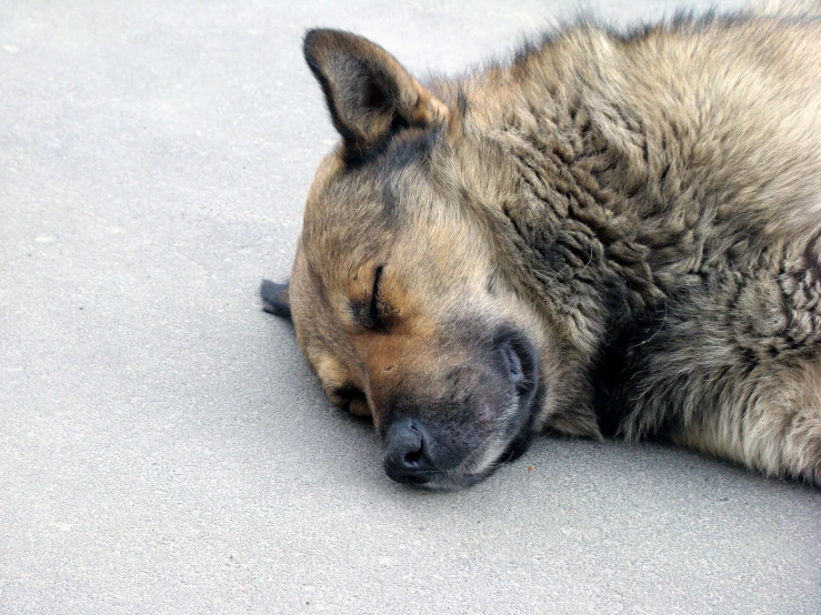 a dog sleeps with his head on his back