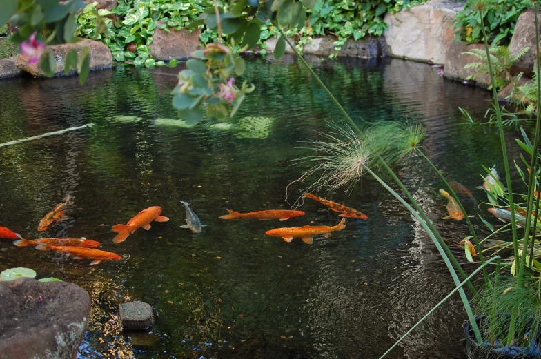 several gold fish swimming in a pond full of water