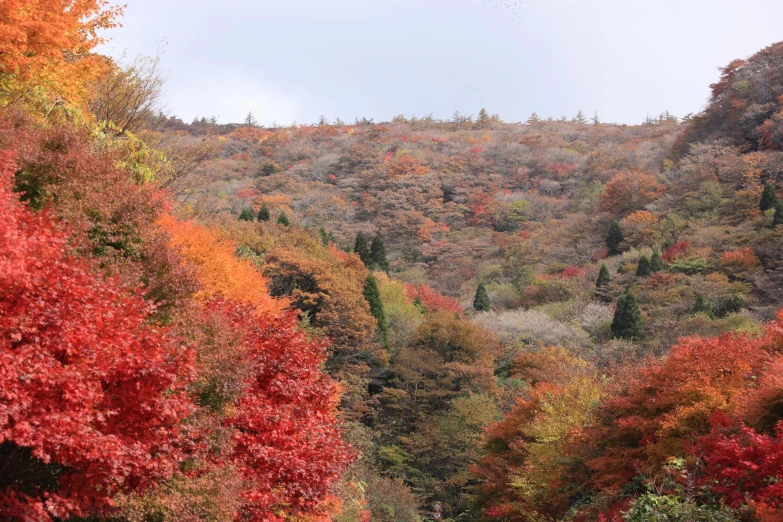 red and green trees are in autumn along with yellow and orange foliage