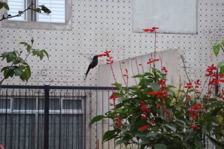 there is a small bird that is sitting on a rail