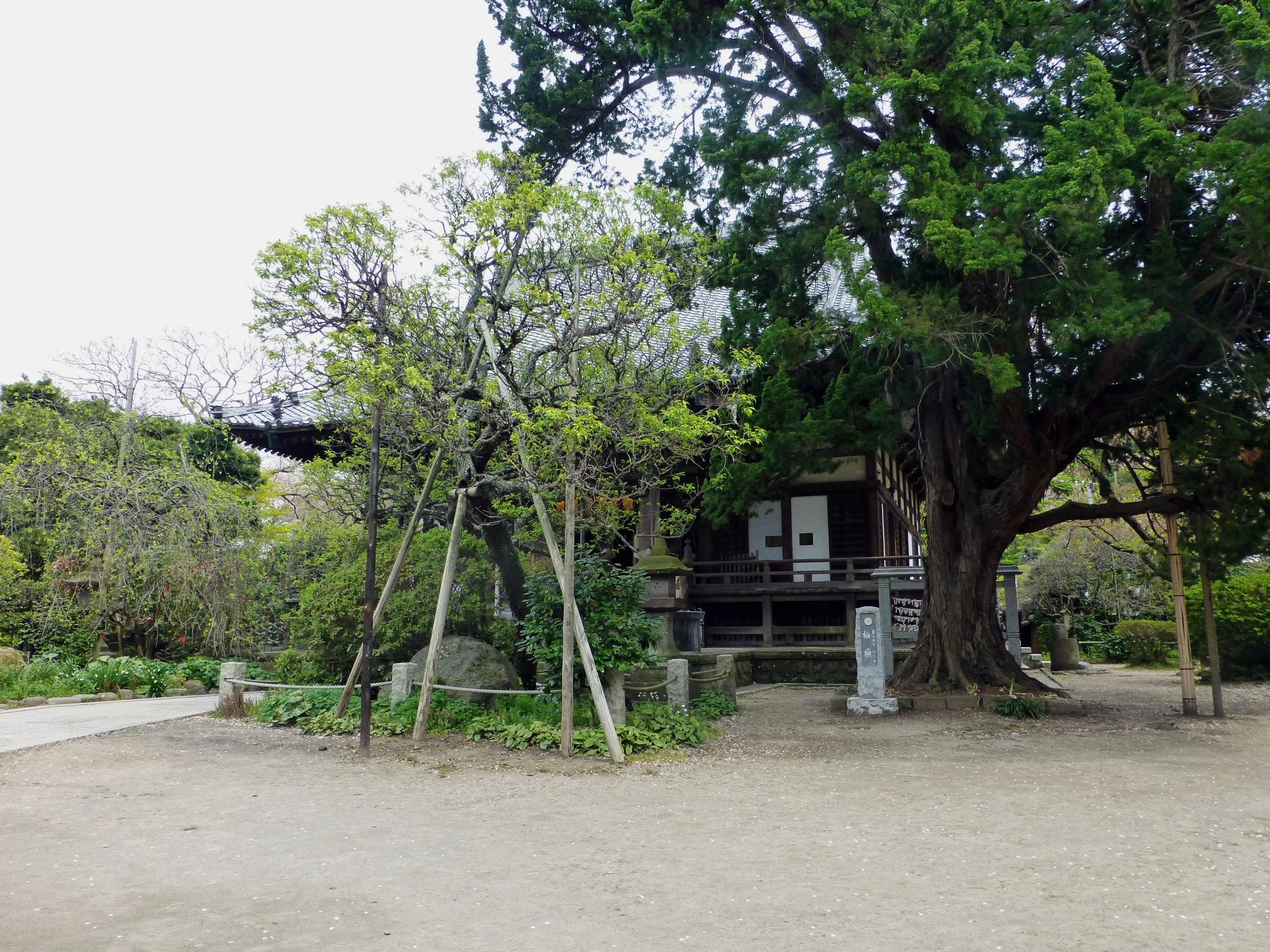 a tree sitting in front of a building on the sand