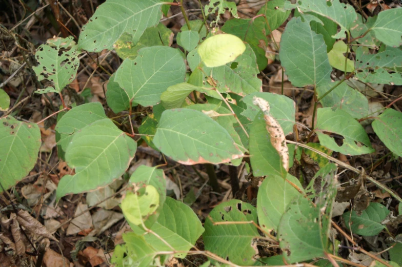 leaves on the ground with brown dirt and dead grass