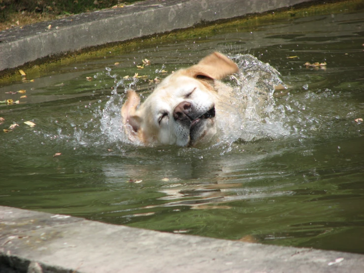 an adorable dog swimming in a pond near the side walk