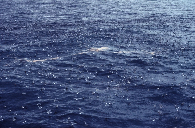 large expanse of blue ocean water with white birds in flight