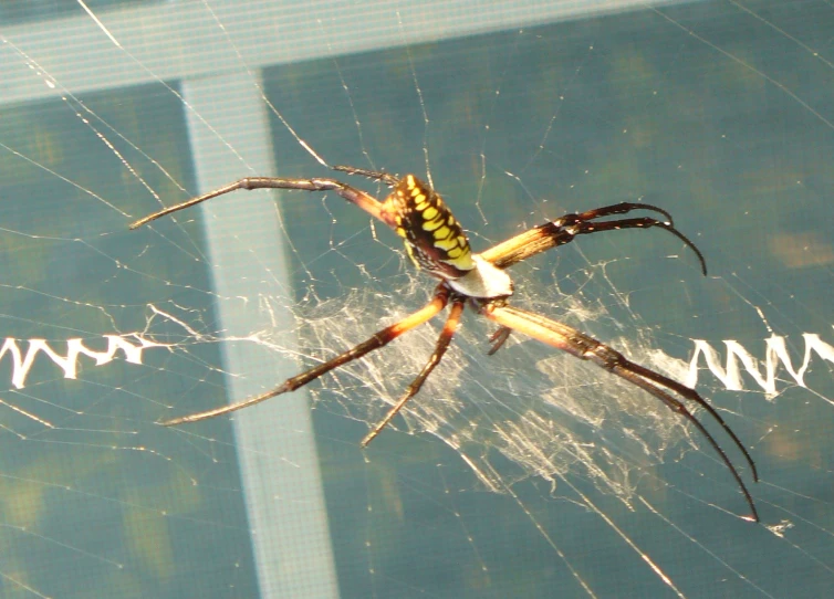 a spider with long legs and yellow belly in its web