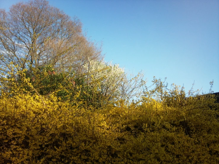 the bright yellow leaves of some trees are spread across the ground